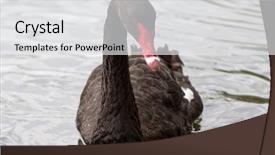  Presentation with black culture and police brutality - Audience pleasing presentation consisting of black swan backdrop and a white colored foreground