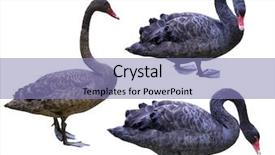  Presentation with white dna black - Colorful slide set enhanced with black swans isolated on white backdrop and a light blue colored foreground