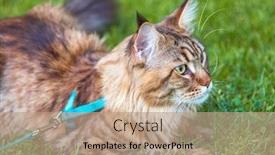  Presentation with walking cat - Amazing theme having black tabby maine coon cat with leash relaxing on green grass in park pets walking outdoor adventure backdrop and a coral colored foreground