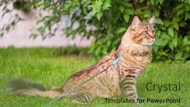  Presentation with walking cat - Cool new slides with black tabby maine coon cat with leash sitting on green grass in park pets walking outdoor adventure backdrop and a tawny brown colored foreground