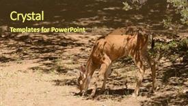  Presentation with buck - Slide deck with black-tailed buck eating alfalfa background and a tawny brown colored foreground