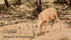  Presentation with buck - Audience pleasing slide deck consisting of black-tailed buck eating alfalfa backdrop and a coral colored foreground