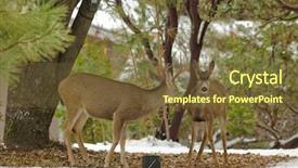  Presentation with buck - Slide set consisting of black-tailed buck male deer background and a tawny brown colored foreground