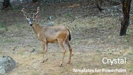  Presentation with buck - Cool new theme with black-tailed buck odocoilus hemionus backdrop and a gray colored foreground