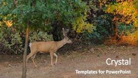  Presentation with buck - Slide set enhanced with black-tailed buck odocoilus hemionus background and a violet colored foreground