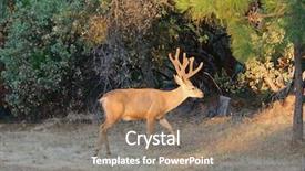  Presentation with buck - Slide deck with black-tailed buck odocoilus hemionus background and a coral colored foreground