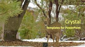  Presentation with buck - Slide deck enhanced with black-tailed deer background and a tawny brown colored foreground