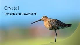  Presentation with agriculture - Presentation theme with black-tailed-godwit-in-agriculture background and a light gray colored foreground