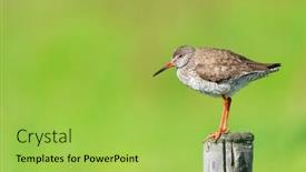  Presentation with agriculture - PPT theme with black-tailed-godwit-in-agriculture background and a yellow colored foreground