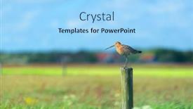  Presentation with agriculture - PPT theme consisting of black-tailed-godwit-in-agriculture background and a light blue colored foreground