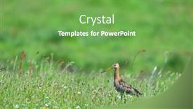  Presentation with agriculture - PPT layouts having black-tailed-godwit-in-agriculture background and a seafoam green colored foreground