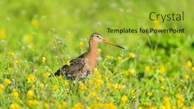  Presentation with black yellow - Slides consisting of black-tailed-godwit-in-grass background and a  colored foreground