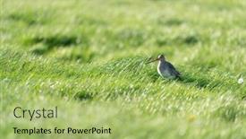  Presentation with black yellow - Presentation design having black-tailed-godwit-in-grass background and a  colored foreground
