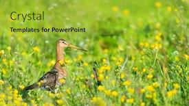  Presentation with black yellow - Presentation enhanced with black-tailed-godwit-in-grass background and a yellow colored foreground
