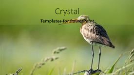  Presentation with pole - Presentation theme consisting of black-tailed-godwit-in-landscape background and a yellow colored foreground