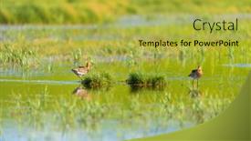  Presentation with water - Presentation theme enhanced with black-tailed-godwit-in-water background and a yellow colored foreground