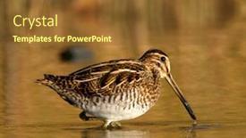  Presentation with danube delta - Slide set enhanced with black-tailed-godwit-limosa-limosa background and a tawny brown colored foreground
