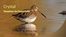  Presentation with danube delta - Amazing presentation design having black-tailed-godwit-limosa-limosa backdrop and a tawny brown colored foreground