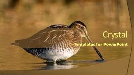  Presentation with danube delta - Presentation theme having black-tailed-godwit-limosa-limosa background and a tawny brown colored foreground