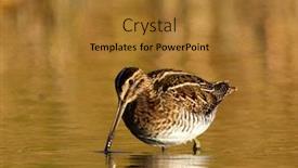  Presentation with danube delta - Cool new presentation theme with black-tailed-godwit-limosa-limosa backdrop and a gold colored foreground