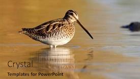  Presentation with danube delta - Audience pleasing slides consisting of black-tailed-godwit-limosa-limosa backdrop and a coral colored foreground