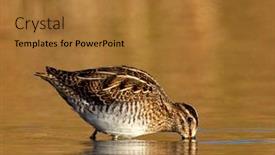  Presentation with danube delta - PPT layouts consisting of black-tailed-godwit-limosa-limosa background and a gold colored foreground
