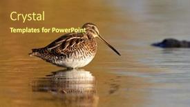  Presentation with danube - Slide deck enhanced with black-tailed-godwit-limosa-limosa background and a tawny brown colored foreground