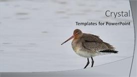  Presentation with danube delta - Slide set consisting of black-tailed-godwit-limosa-limosa background and a light gray colored foreground