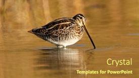 Presentation with danube delta - Amazing slide deck having black-tailed-godwit-limosa-limosa backdrop and a tawny brown colored foreground