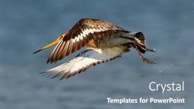  Presentation with bird - Cool new PPT layouts with black-tailed-godwit-limosa-limosa backdrop and a gray colored foreground