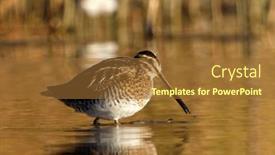  Presentation with danube delta - PPT layouts featuring black-tailed-godwit-limosa-limosa and a tawny brown colored foreground