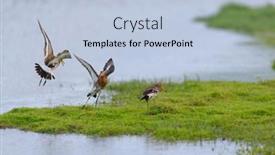  Presentation with water - Presentation with black-tailed-godwits-in-water background and a light blue colored foreground