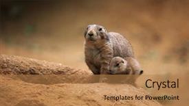  Presentation with dog - Slide set with black-tailed prairie dog cynomys background and a coral colored foreground