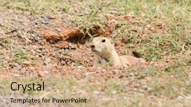  Presentation with black - Cool new presentation theme with black-tailed prairie dog peeking backdrop and a coral colored foreground