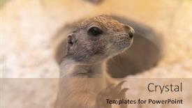  Presentation with black - Presentation design having black-tailed-prairie-dog background and a coral colored foreground