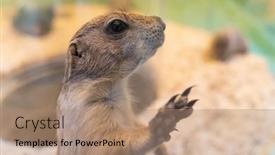  Presentation with black - Slide set consisting of black-tailed-prairie-dog background and a coral colored foreground