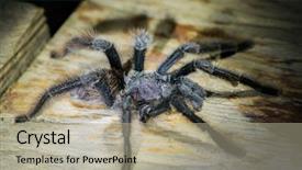  Presentation with funky black and redstudy - Slide set consisting of piece of cake with delicate souffle and strawberries covered with strawberry jelly and coconut shaving isolated on white background background and a cream colored foreground