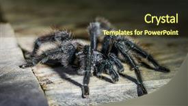  Presentation with amazon jungle - Beautiful slide deck featuring black tarantula in the peruvian backdrop and a tawny brown colored foreground