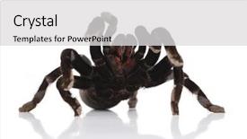  Presentation with white dna black - Cool new presentation design with black tarantula on a white backdrop and a light gray colored foreground