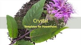  Presentation with black tea - PPT layouts consisting of black tea with bergamot mint background and a tawny brown colored foreground