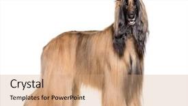 Presentation with white pigeon against the blue - PPT theme consisting of black theme - afghan hound standing against white background and a coral colored foreground