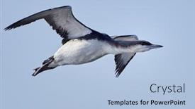  Presentation with natural - Theme with black-throated-diver-gavia-arctica background and a light blue colored foreground