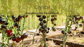  Presentation with garden - PPT layouts enhanced with black-tomatoes-in-the-garden background and a gold colored foreground