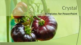  Presentation with greenhouse farm - PPT theme enhanced with black-tomatoes-in-the-greenhouse background and a mint green colored foreground