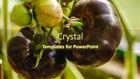  Presentation with greenhouse farm - Presentation design consisting of black-tomatoes-in-the-greenhouse background and a tawny brown colored foreground