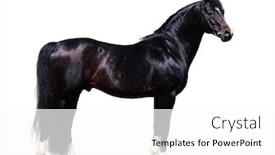  Presentation with stallion - PPT layouts with black trakehner stallion - horse form - isolated on white background and a white colored foreground