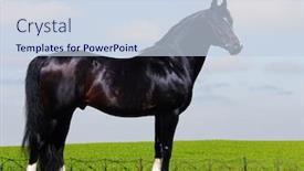  Presentation with stallion - Colorful slide deck enhanced with black trakehner stallion - horse form backdrop and a lemonade colored foreground
