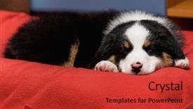  Presentation with aussie - Theme having black tri color aussie dog background and a red colored foreground