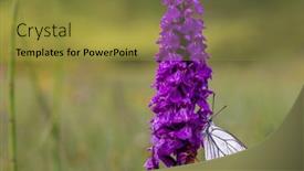  Presentation with butterfly - Theme featuring black-veined-white-butterfly-aporia background and a gold colored foreground