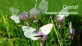  Presentation with soft white flower - Colorful presentation theme enhanced with black veins gathers nectar backdrop and a forest green colored foreground